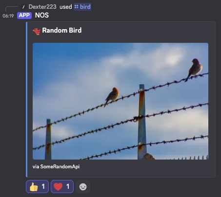 NOS /bird slash command sharing a random bird picture in a Discord channel